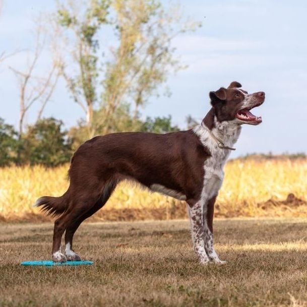 Ein braun-weißer Hund, der mit offenem Maul auf einem Target steht
