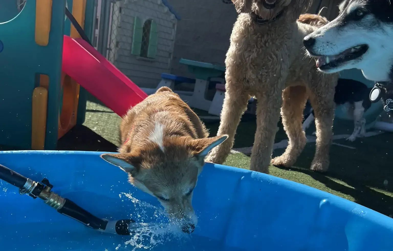 Doggyland Daycare & Boarding - Image 1