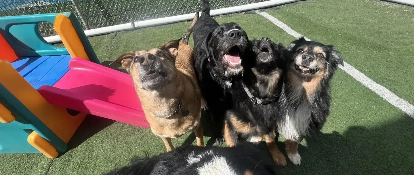 Group of dogs looking up, in front of a playground, on green turf.