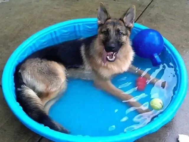 German Shepherd dog cooling off in a blue kiddie pool, with toys.