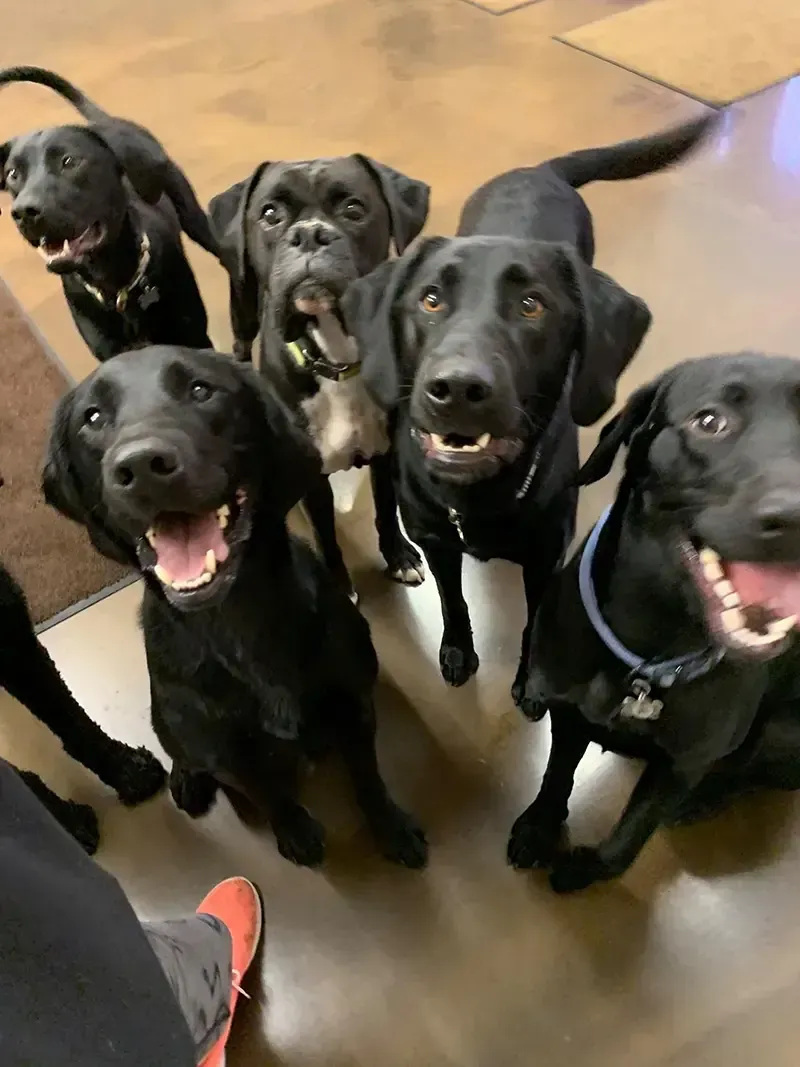 Five black dogs looking up excitedly, mouths open.