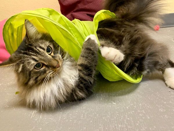 Fluffy tabby cat playing inside a green tunnel, looking at the camera.