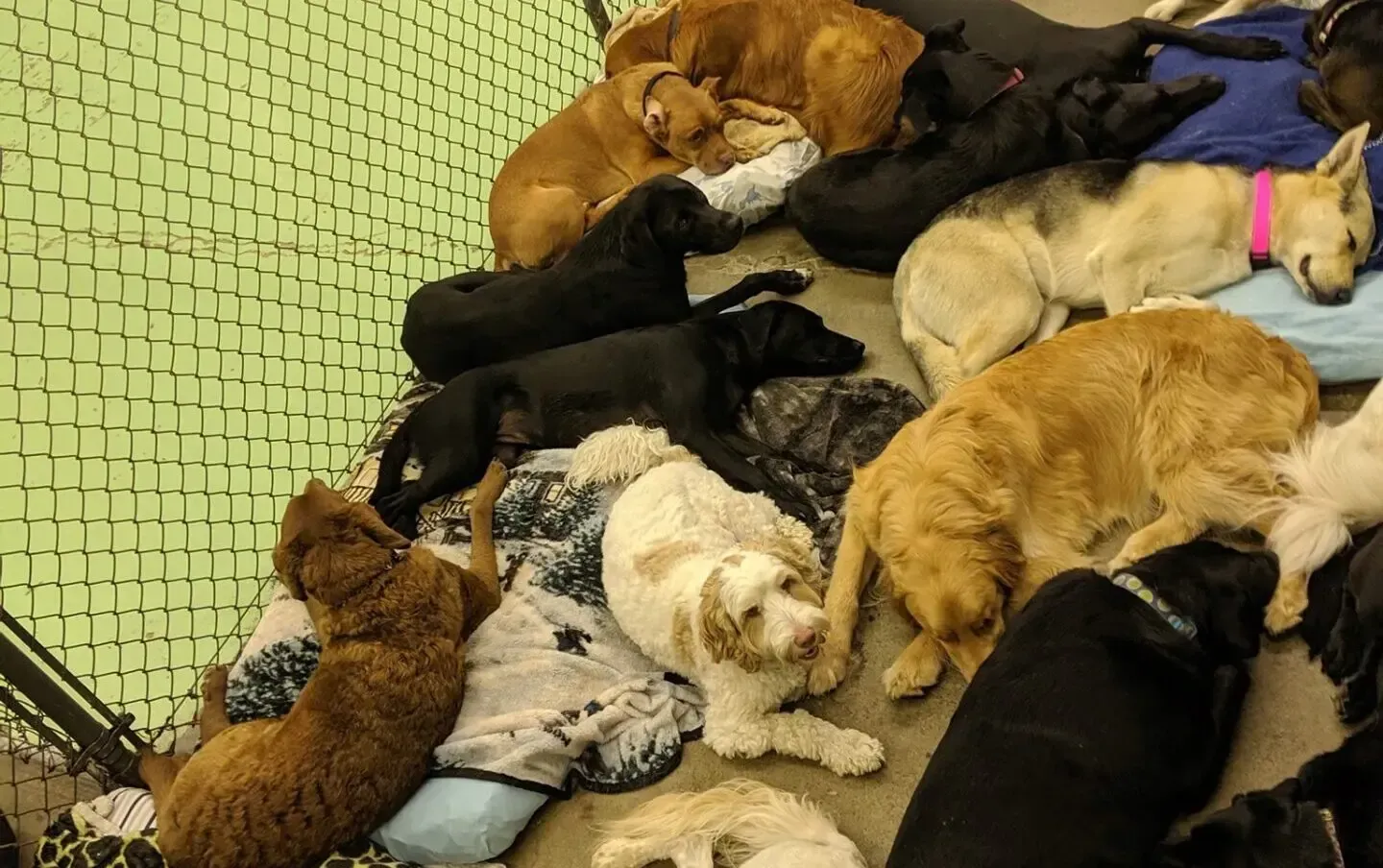 A group of dogs resting on beds indoors, various colors, some sleeping.