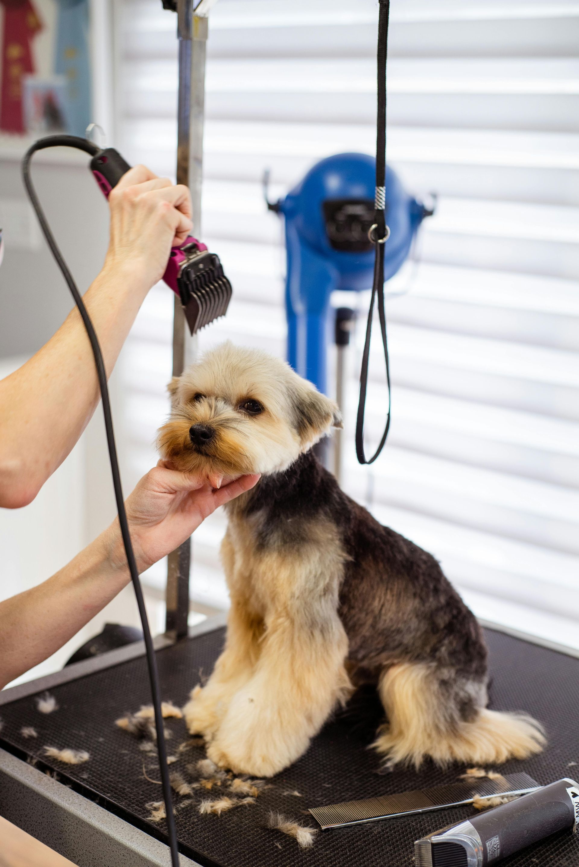 Dog being groomed on a grooming table; person uses electric clippers to trim fur.