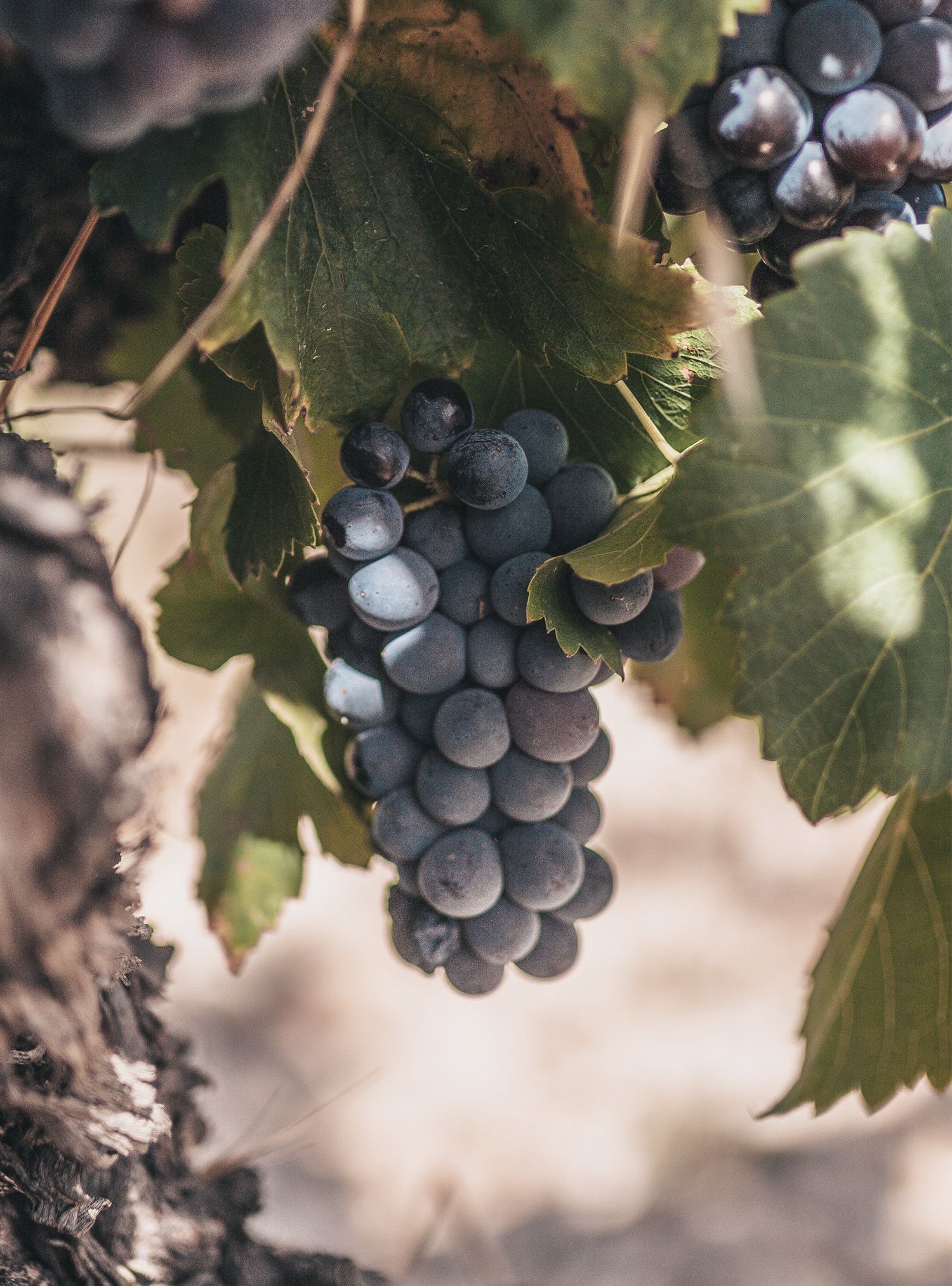 Dark purple grapes hanging from a vine, with green leaves, outdoors.
