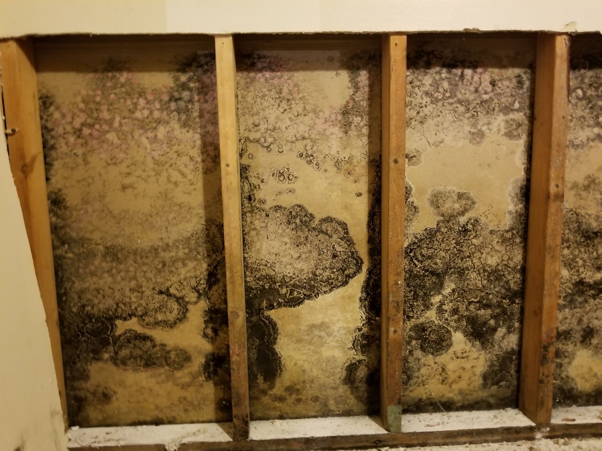 Water-damaged wall framing with dark mold stains between exposed wooden studs