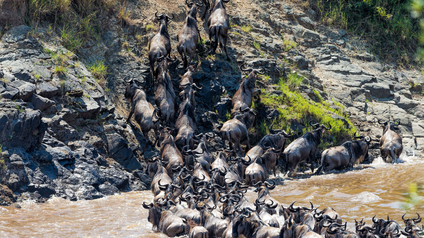 Wildebeest herd crossing a river, some climbing the bank, in a muddy river and grassy cliff.
