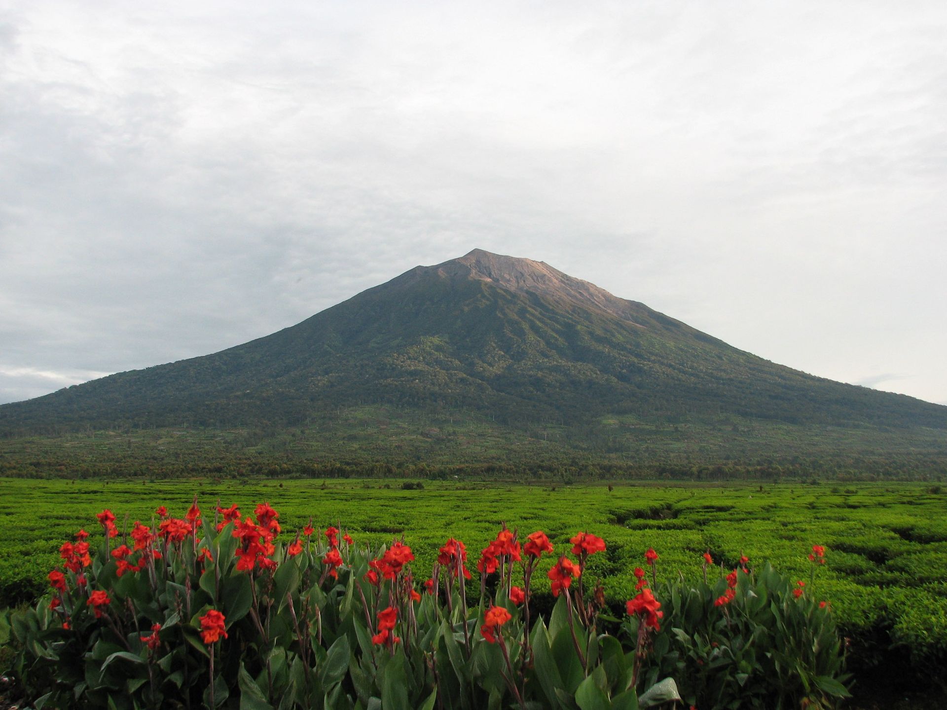 Green mountain with a dark peak above a field of red flowers and green foliage under a cloudy sky.