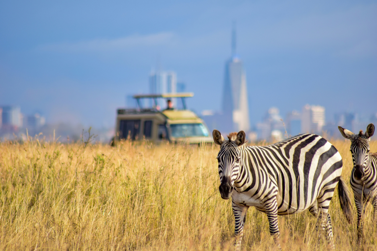 Zebras in tall grass with a safari vehicle and city skyline in the background