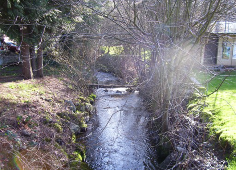 A small stream runs through a lush green forest in front of the Montessori school