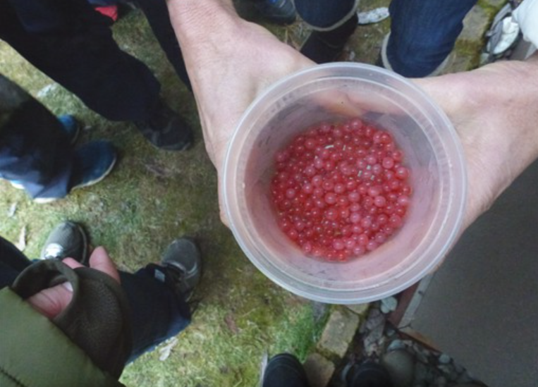 Salmon Eggs
