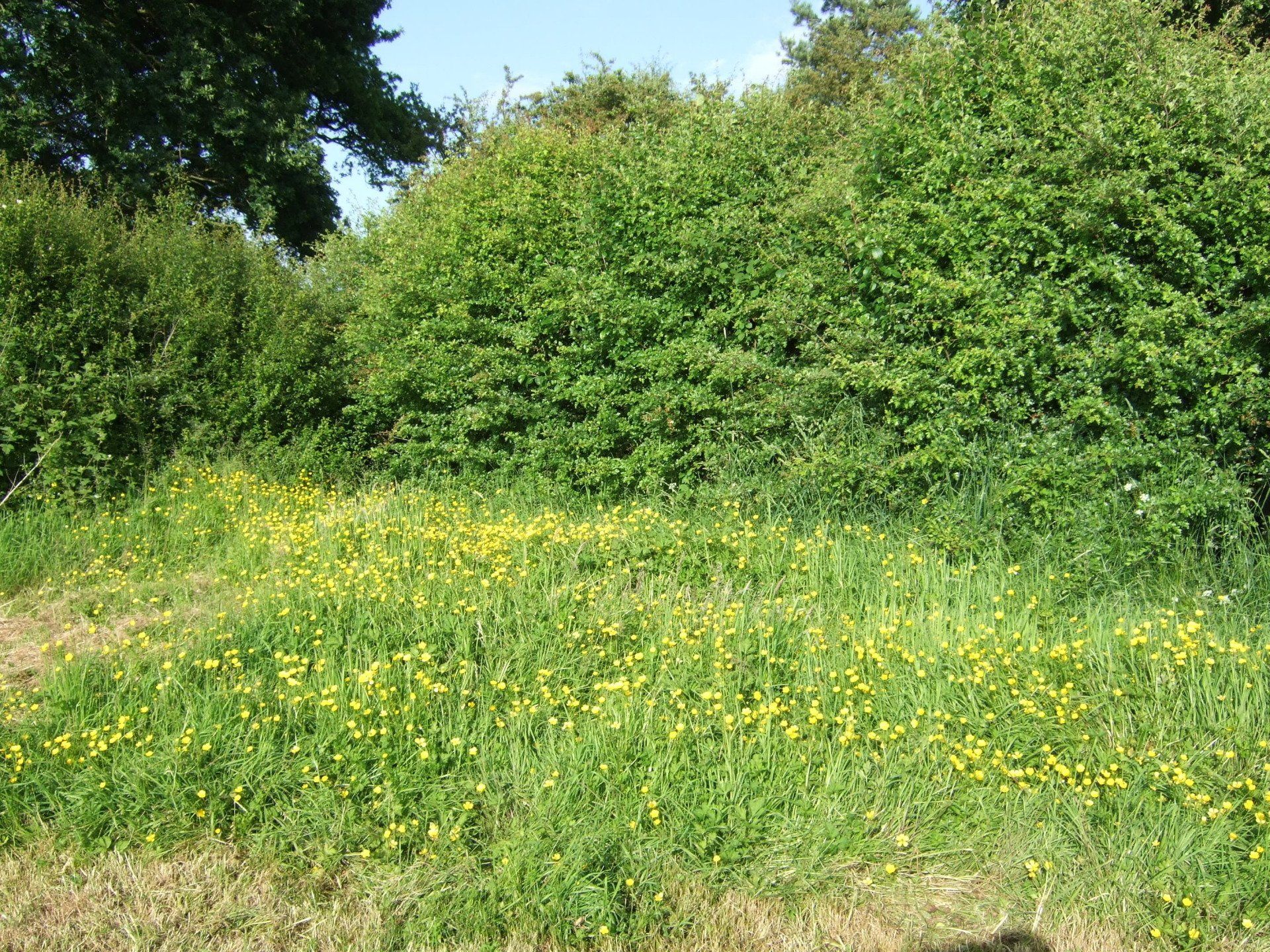 Buttercups and Hedgerow at Fenns Meadow