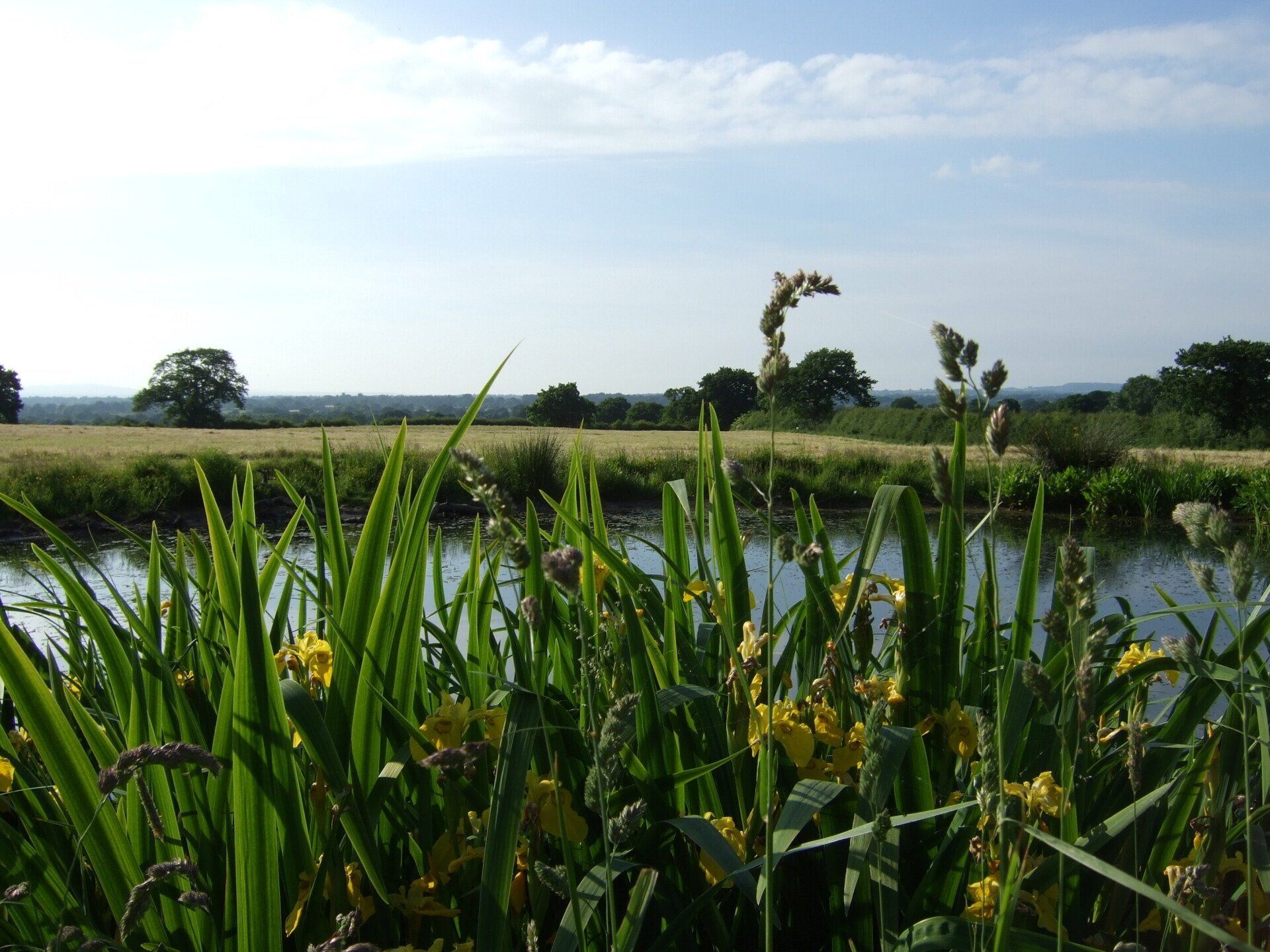 The Wild Iris's at the wildlife pond at Fenns Meadow