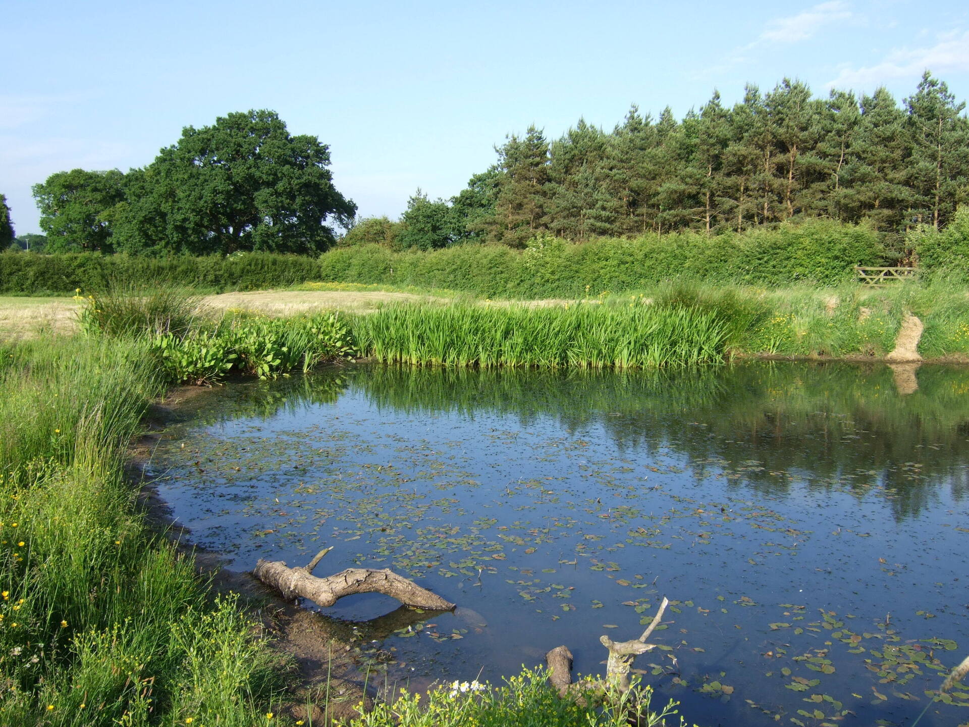 The Wildlife pond at Fenns Meadow