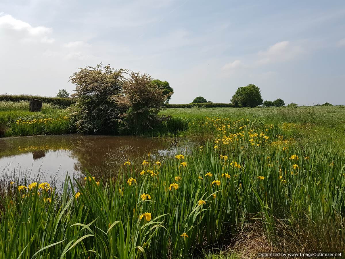 The wildlife pond at Fenns Meadow