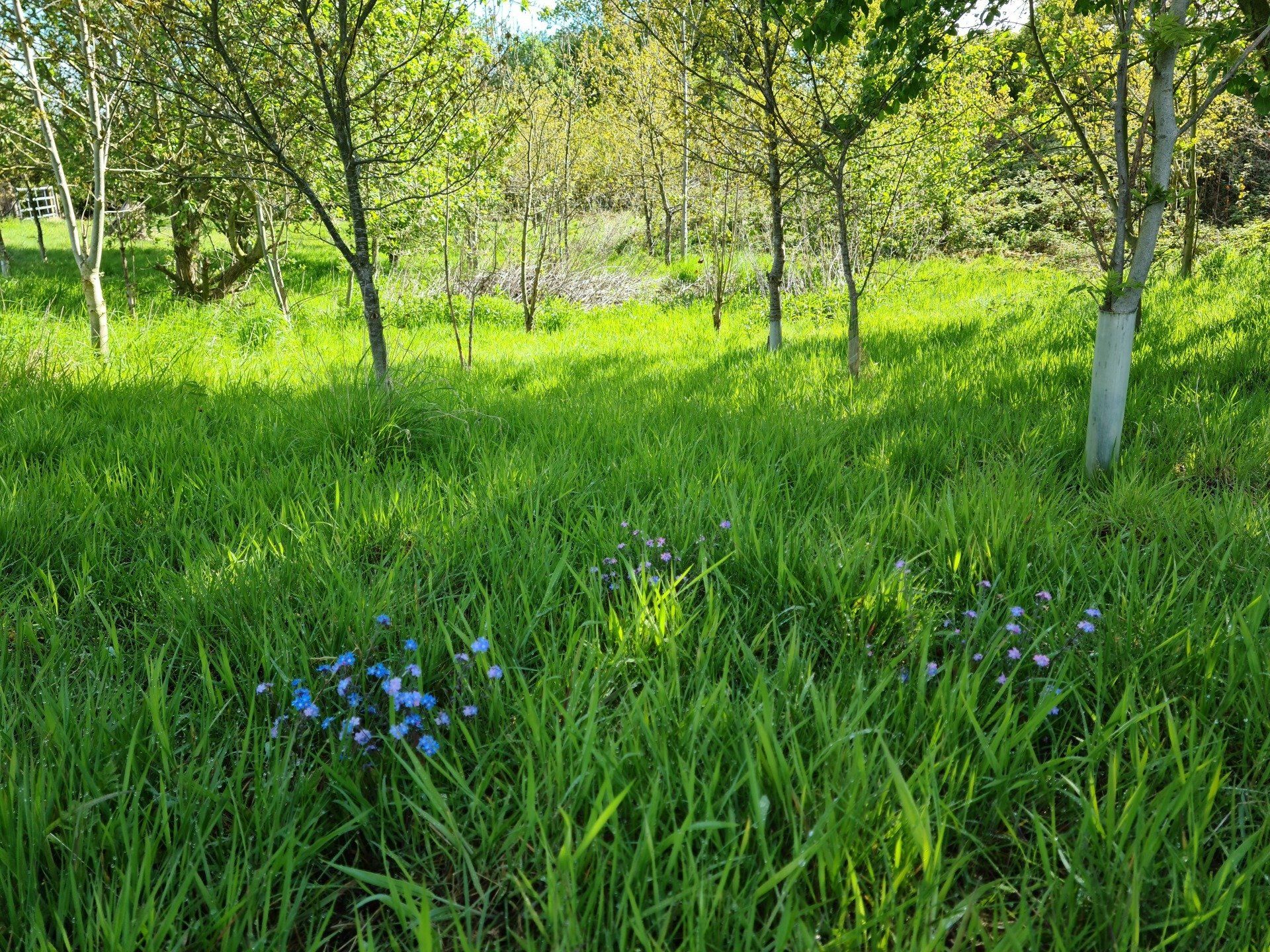 Memorial woodland at Fenns Meadow