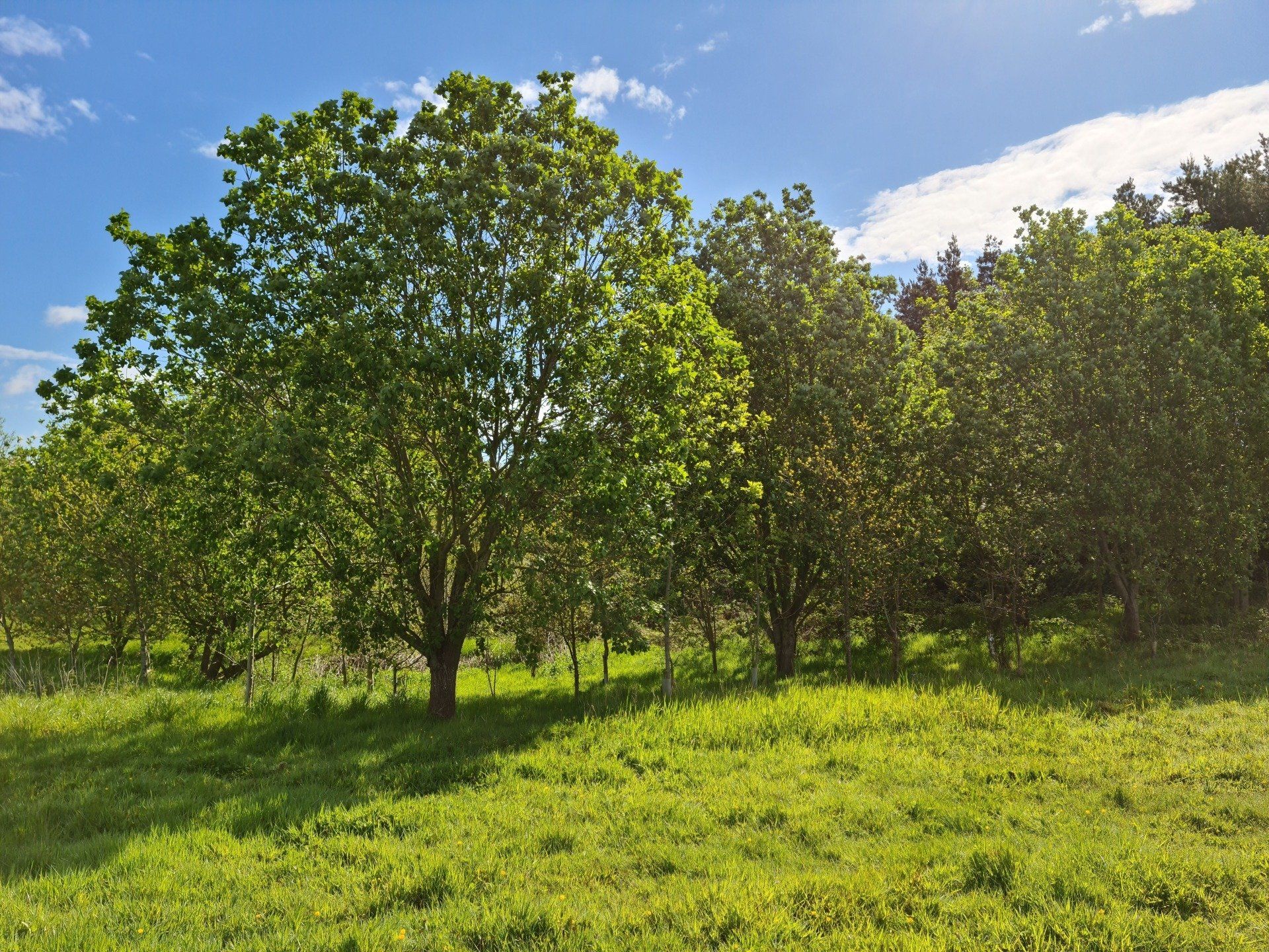 The Woodland of Memorial at Fenns Meadow