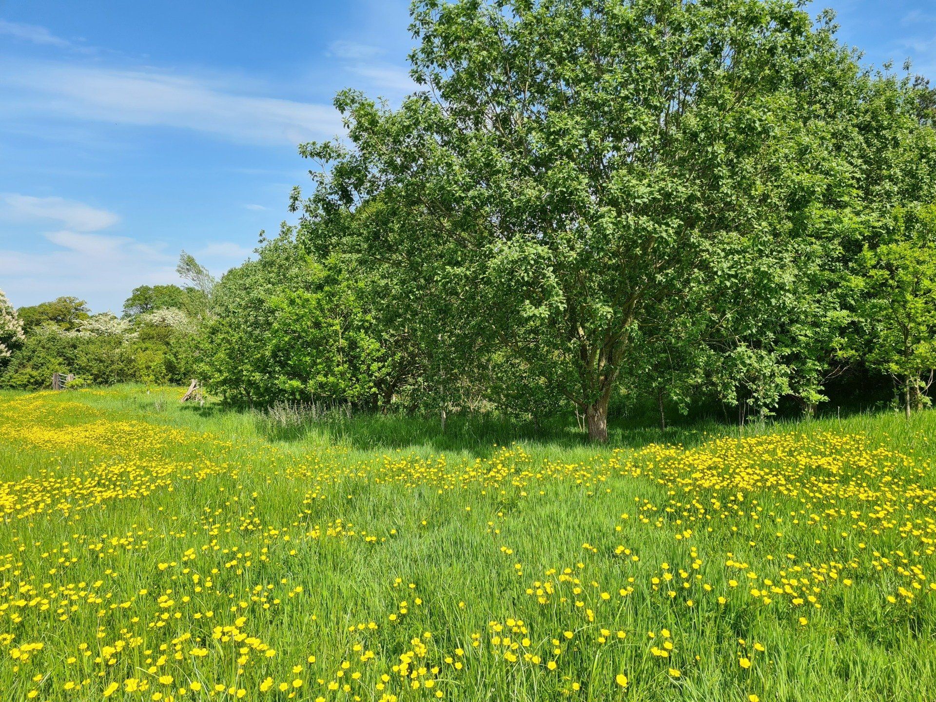 Buttercups at Fenns Meadow