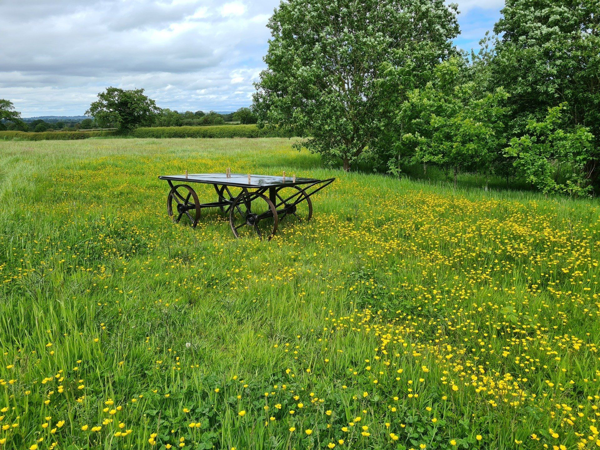 The Bier sitting amongst the Buttercups at Fenns Meadow