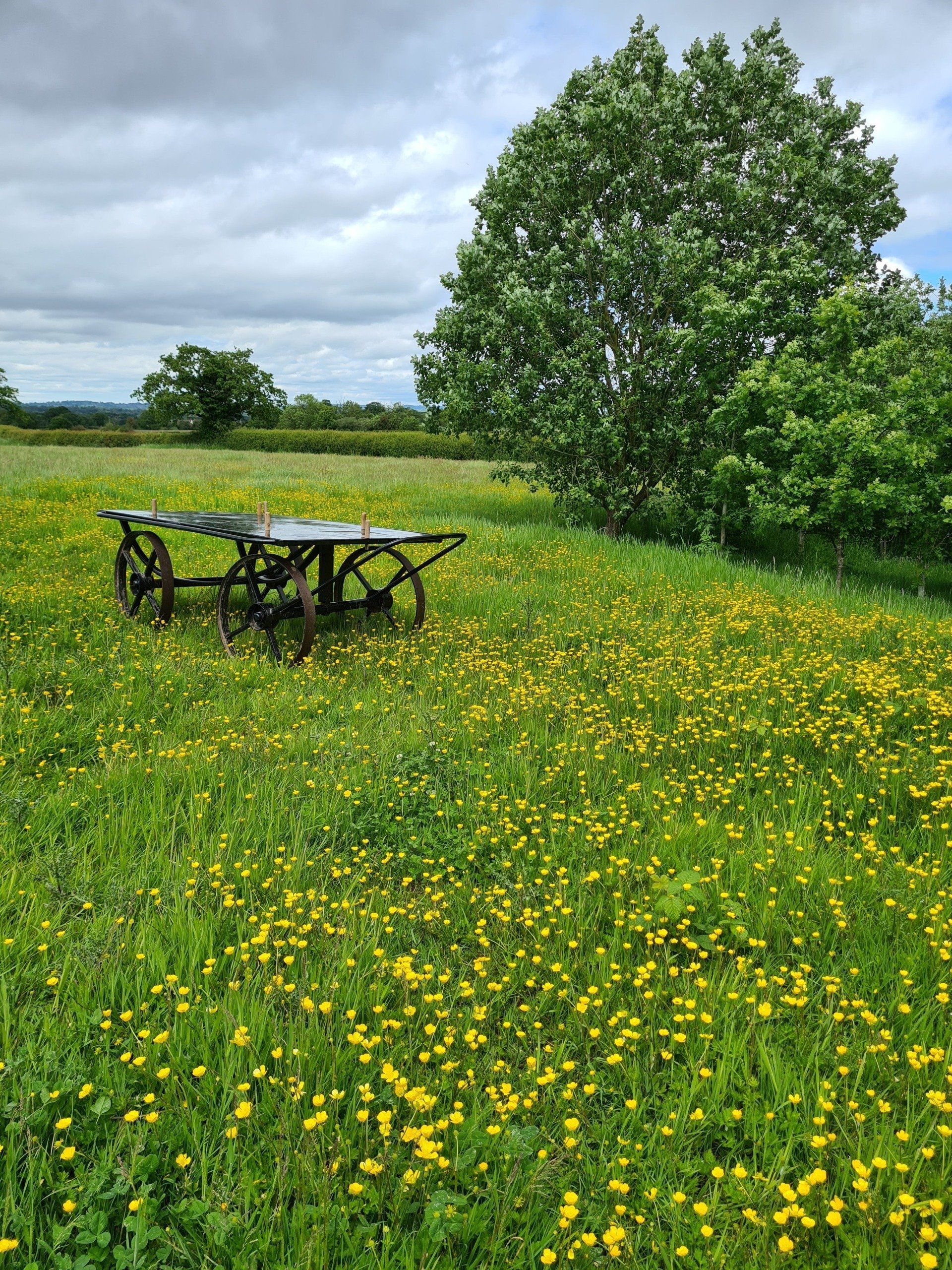 The Buttercups and Fenns Meadow