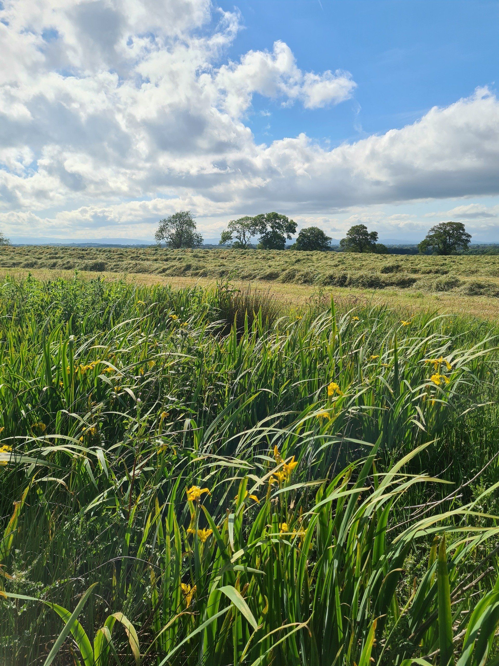 A beautiful sunny cloudy sky over Fenns Meadow