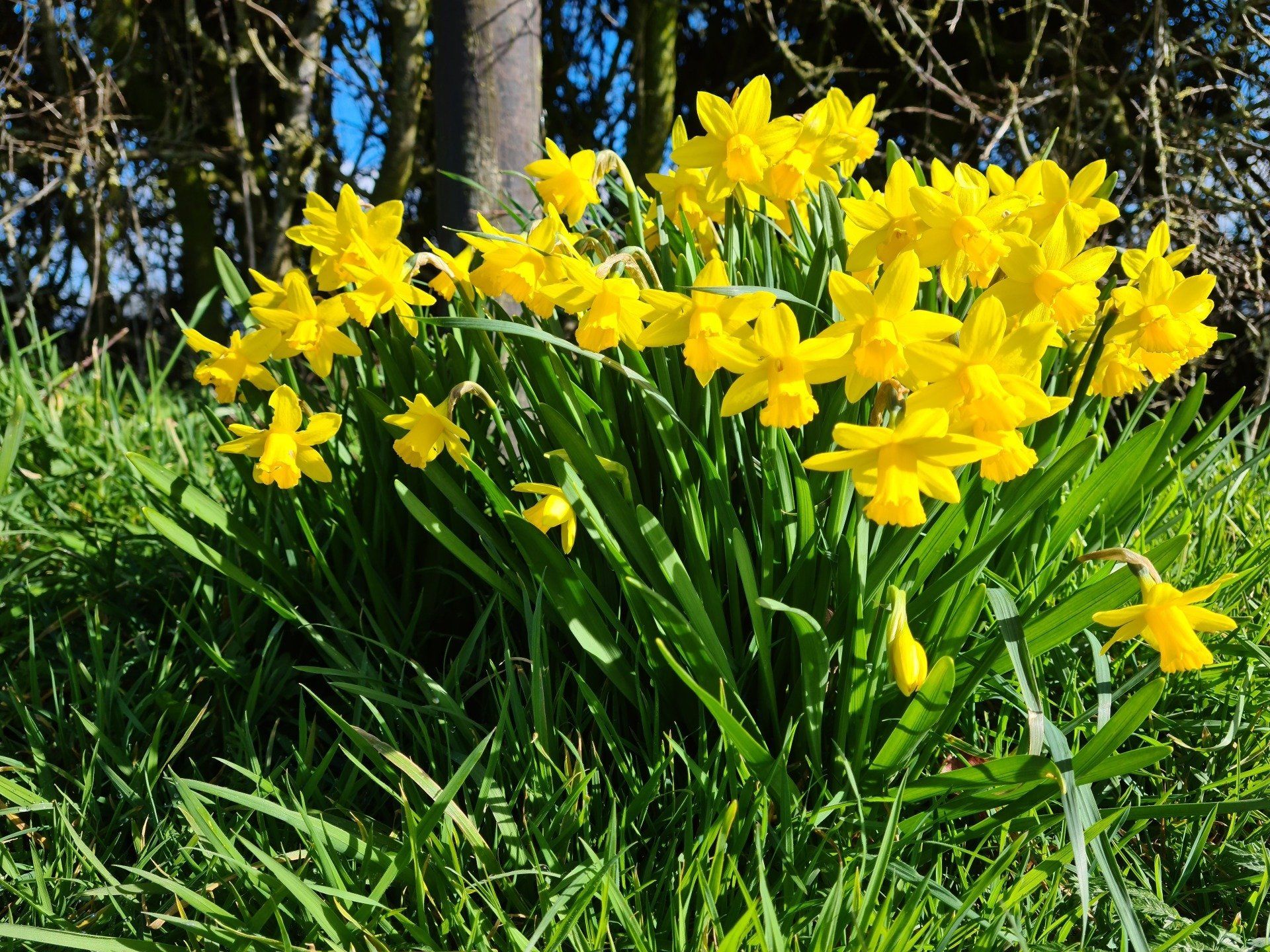 Daffodils at Fenns Meadow