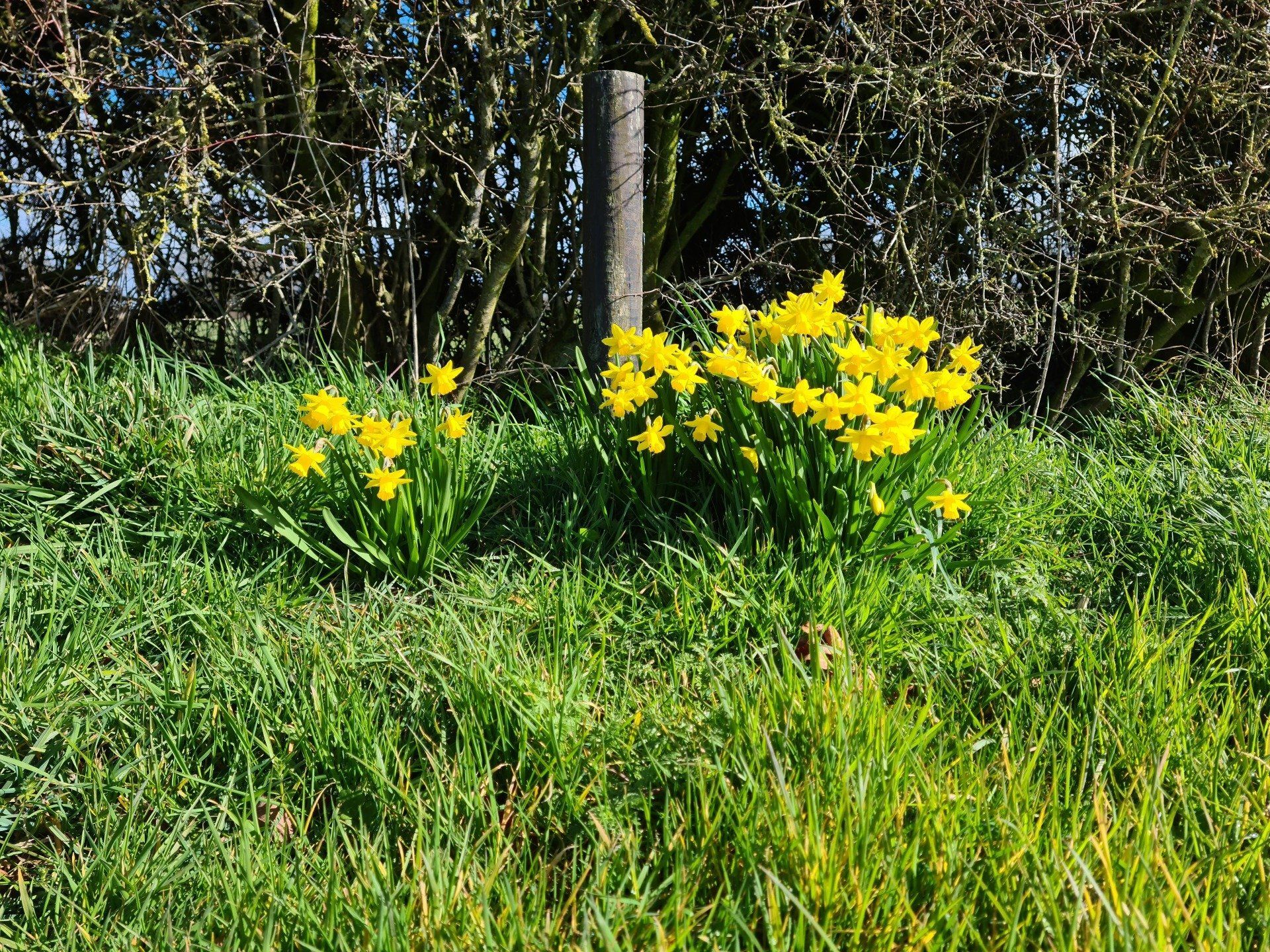 The daffodils at a burial point at Fenns Meadow