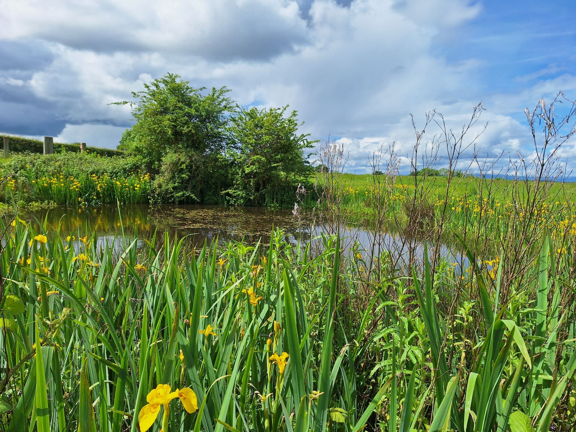 The Wildlife Pond of Reflection at Fenns Meadow 