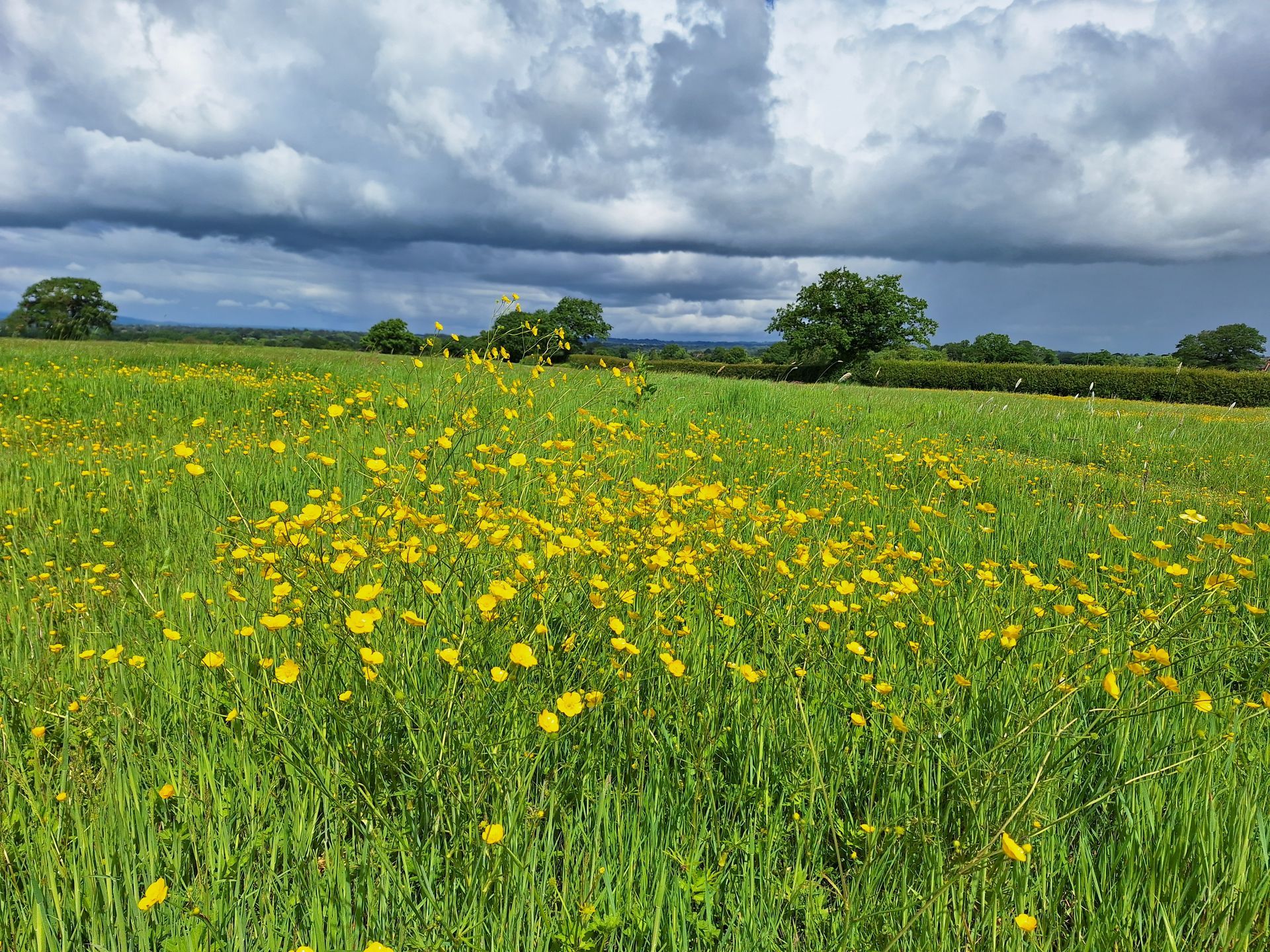 Buttercups at Fenns Meadow