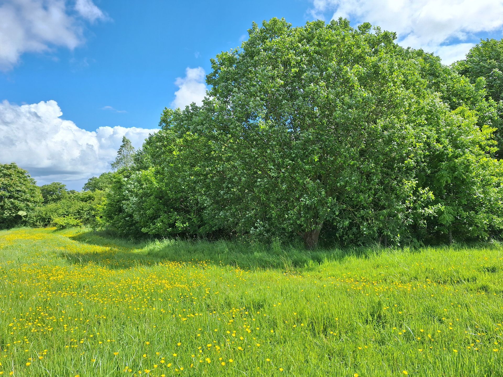 The Woodland of Memorial at Fenns Meadow