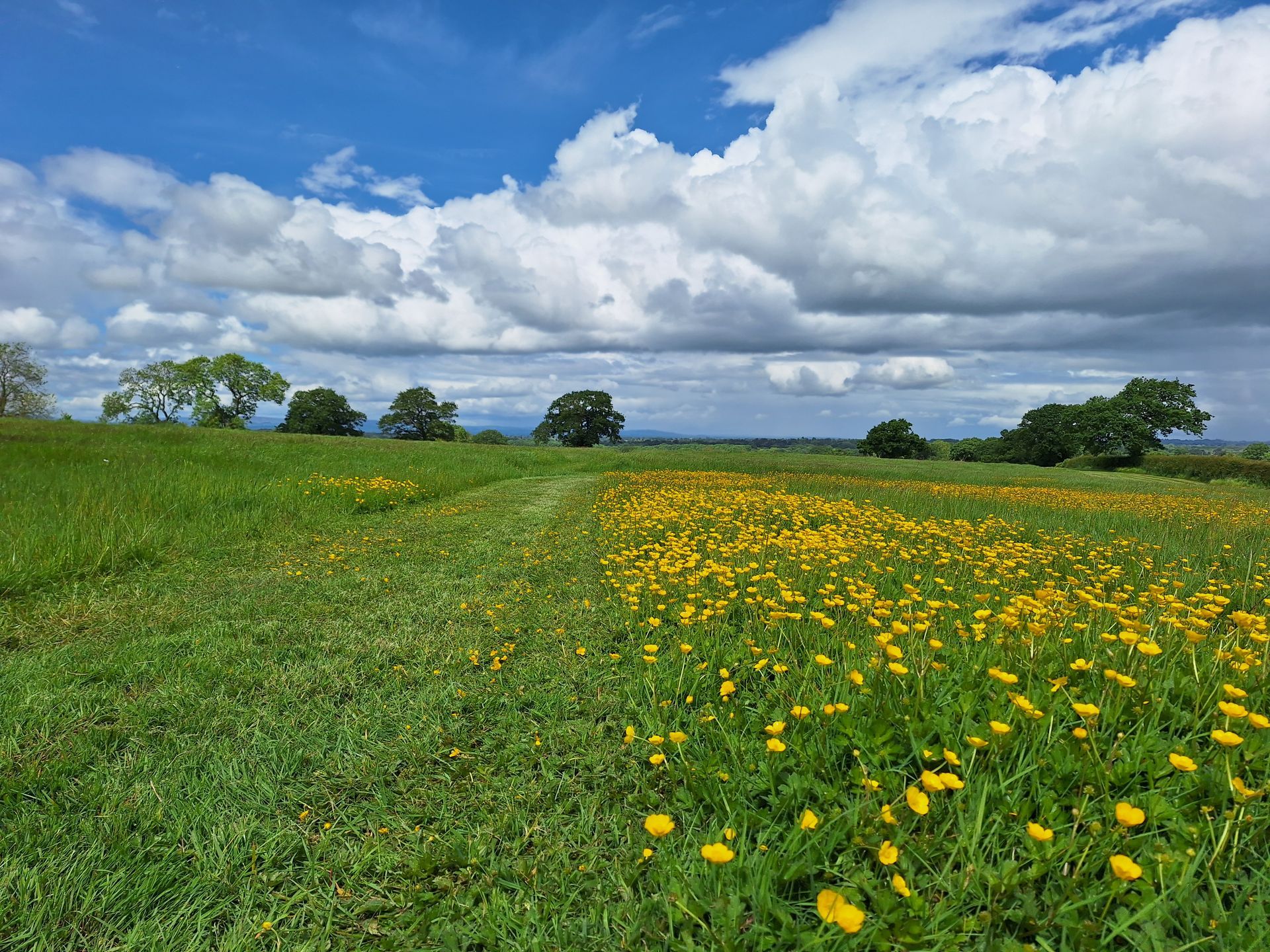The Buttercups under a blue cloudy sky at Fenns Meadow