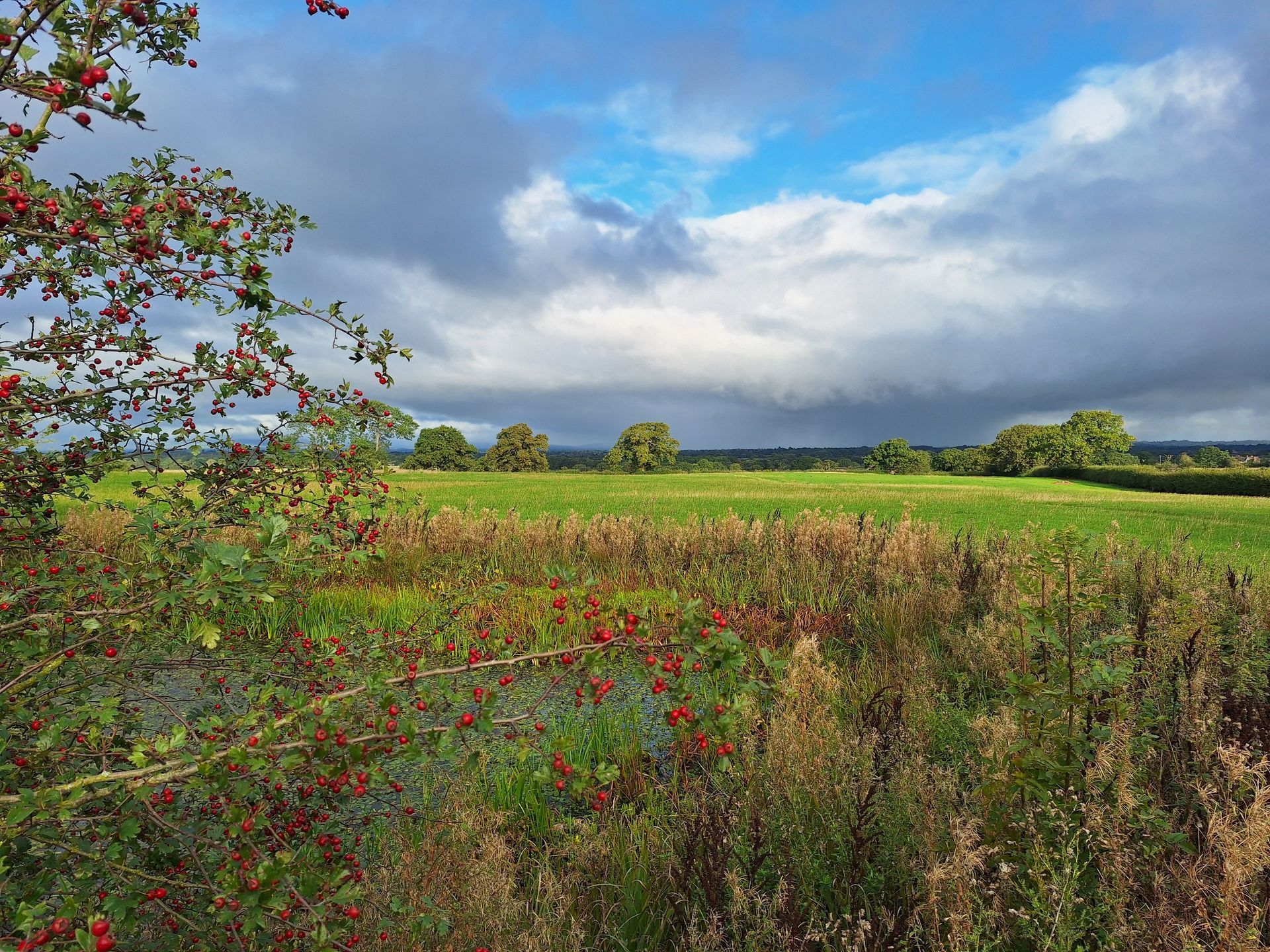 Views across Fenns Meadow
