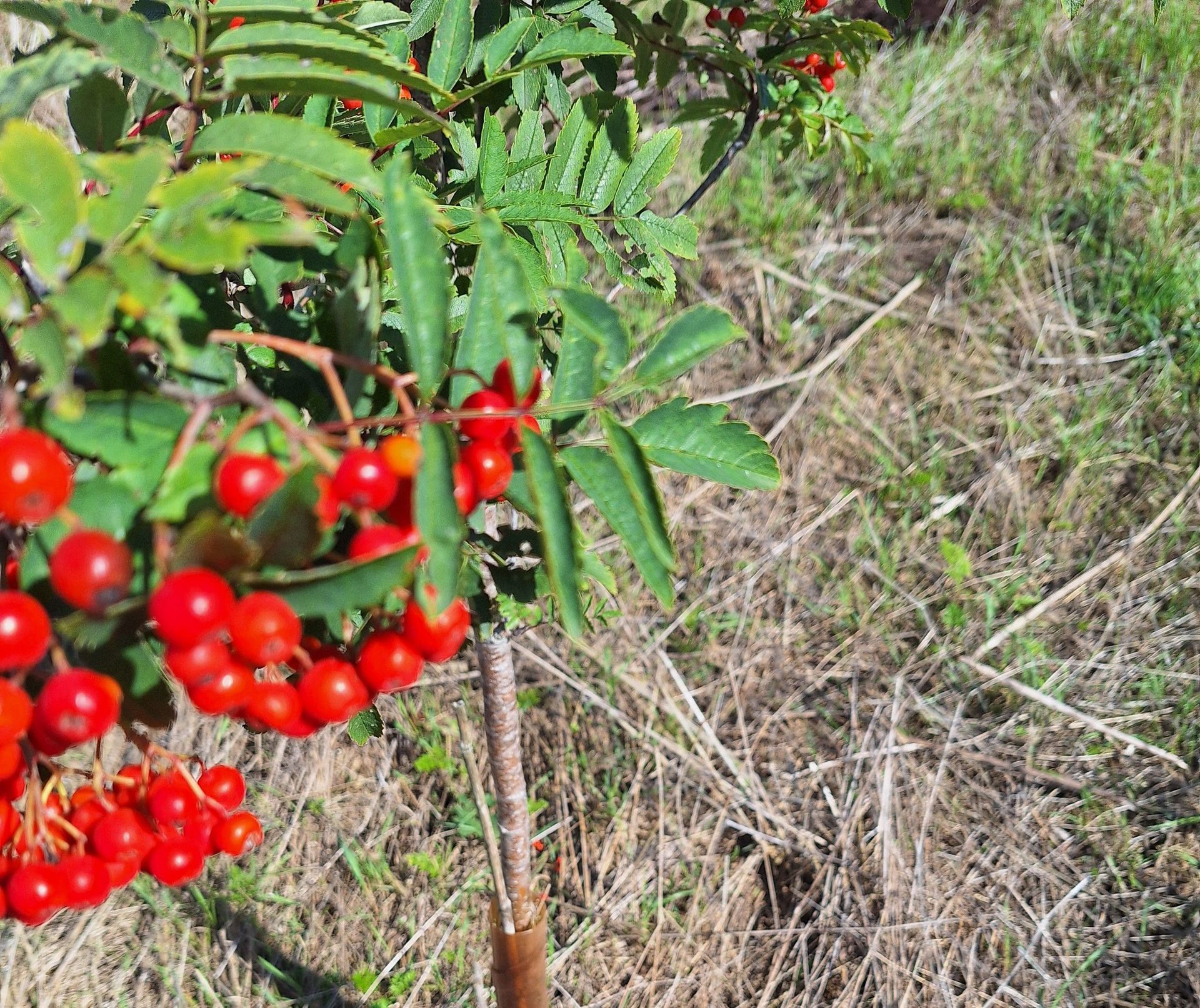 Rowan Berries