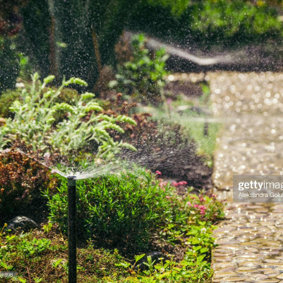 A sprinkler is spraying water on plants in a garden.
