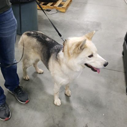 dog grooming gallery