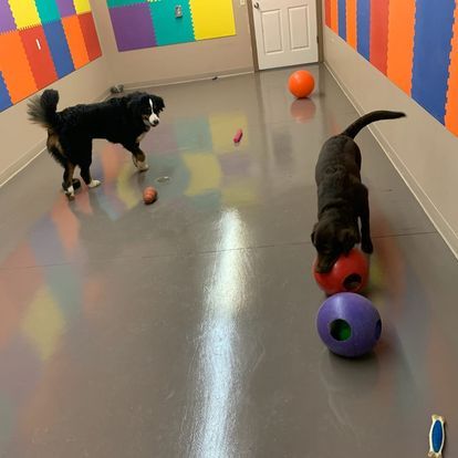dog grooming gallery