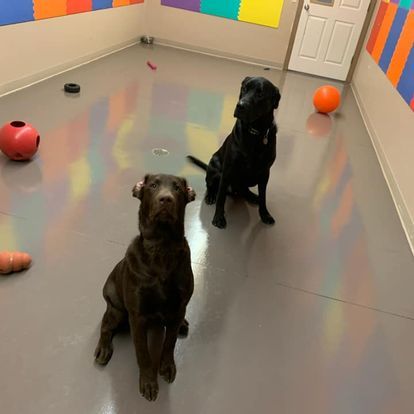dog grooming gallery