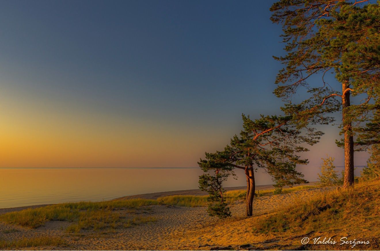 Sunset over water with sandy beach, grassy dunes, and silhouetted pine trees.