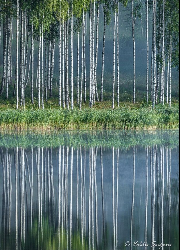 Row of birch trees reflected in still water, green grass at the base.