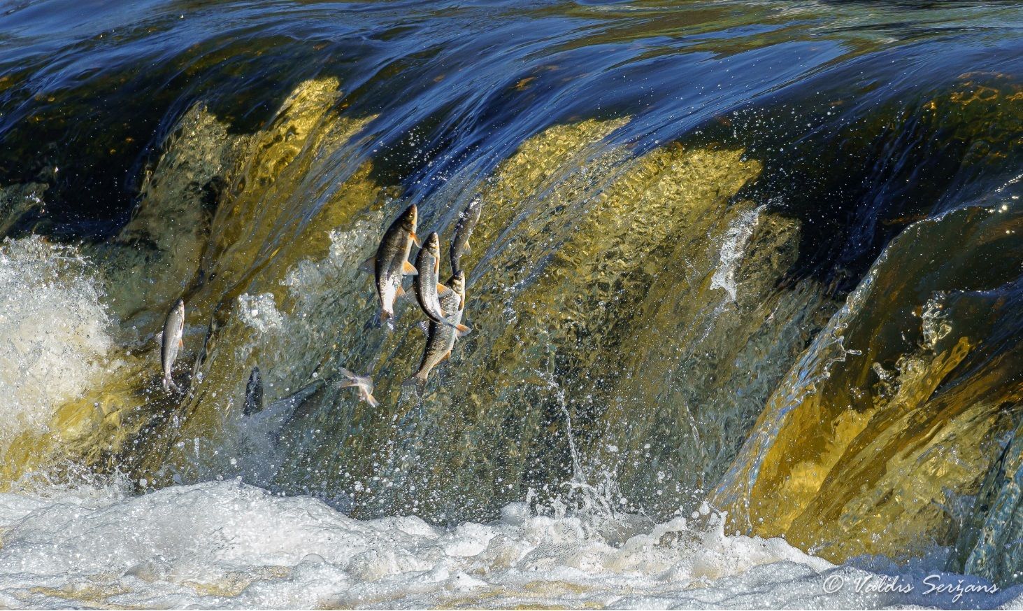 Fish leaping up a waterfall.