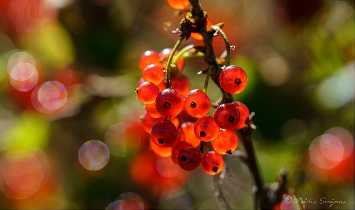 Redcurrant berries on a branch, illuminated by sunlight with blurred background bokeh.