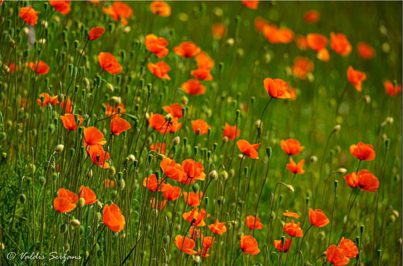 Orange poppies bloom in a green field, catching sunlight.