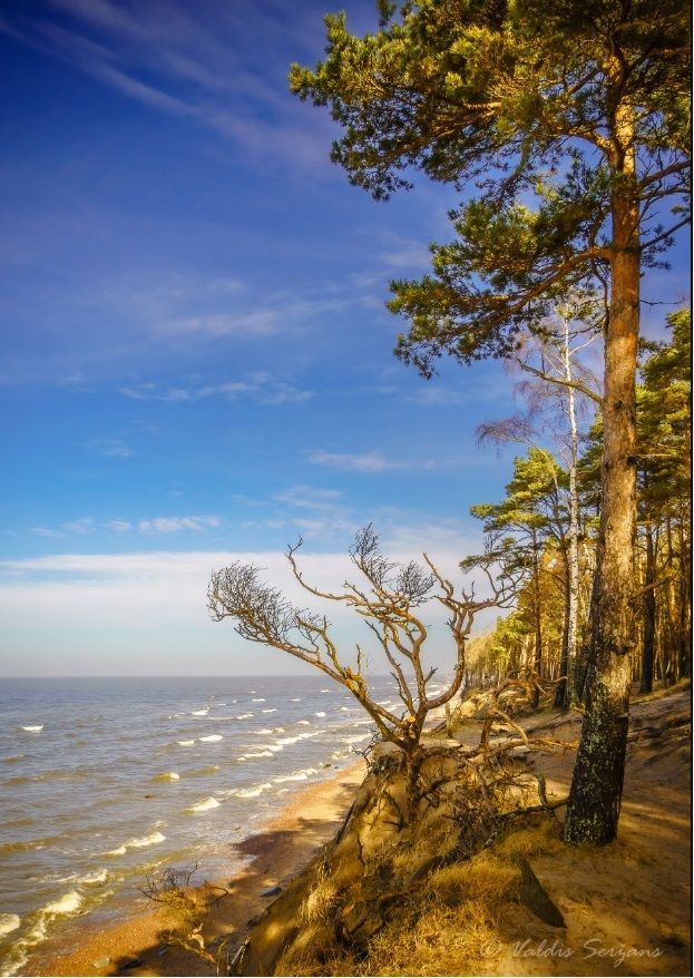 Coastal view:  A shoreline with trees on a cliff, sandy beach, and waves under a bright blue sky.