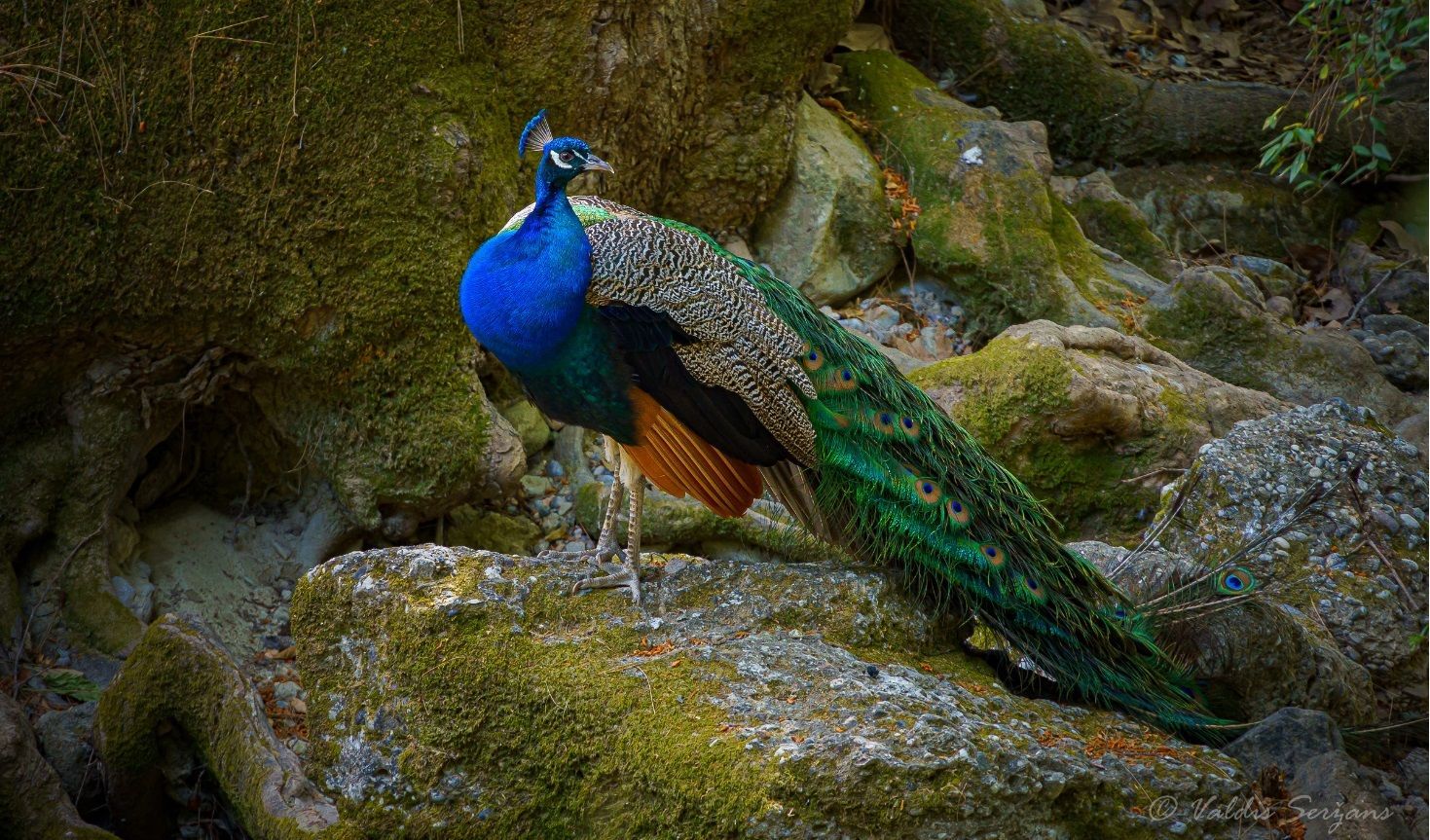 Peacock with vibrant blue, green, and gold feathers perched on a mossy rock.