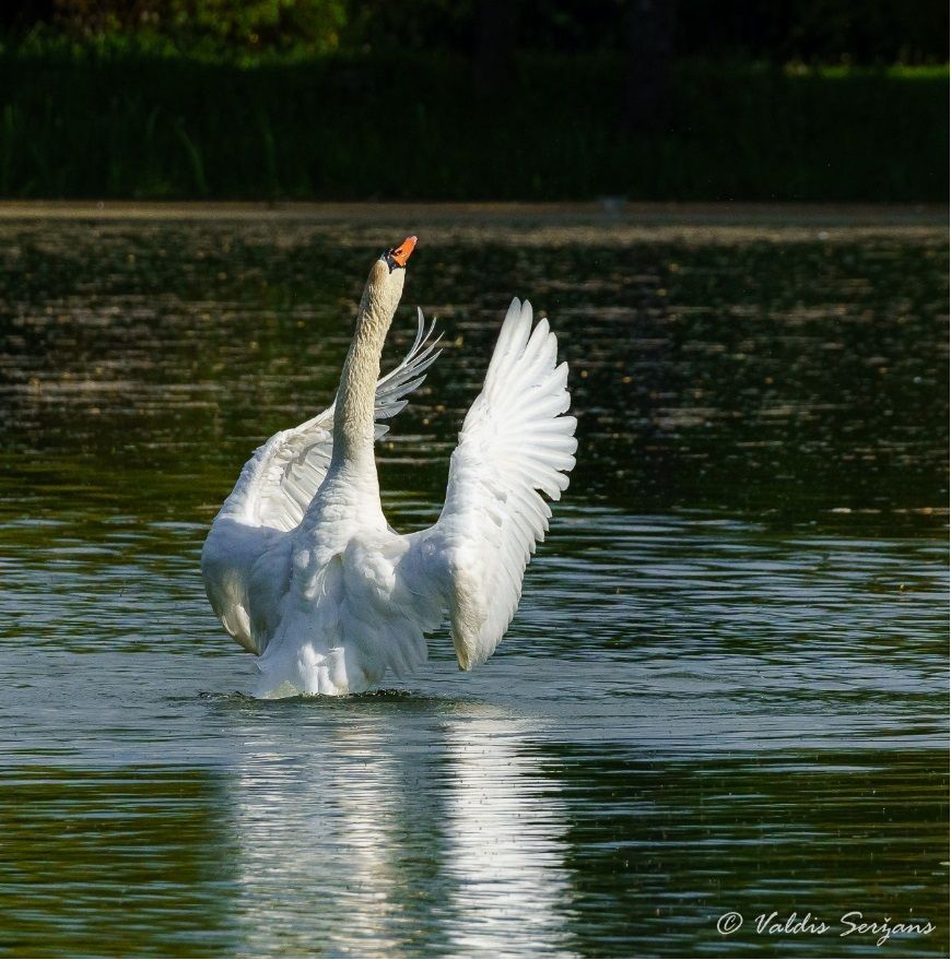 White swan with wings spread wide, standing in rippling water, neck arched upwards.