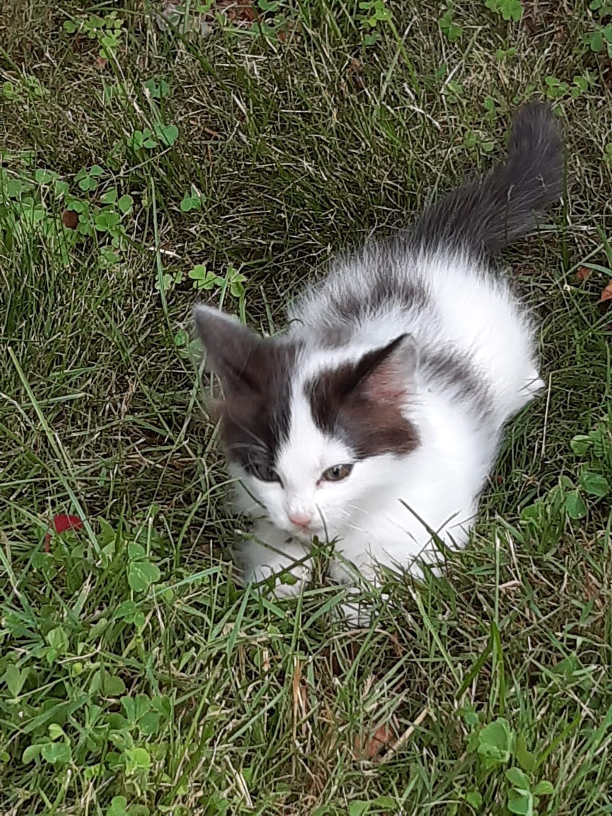 Gatto