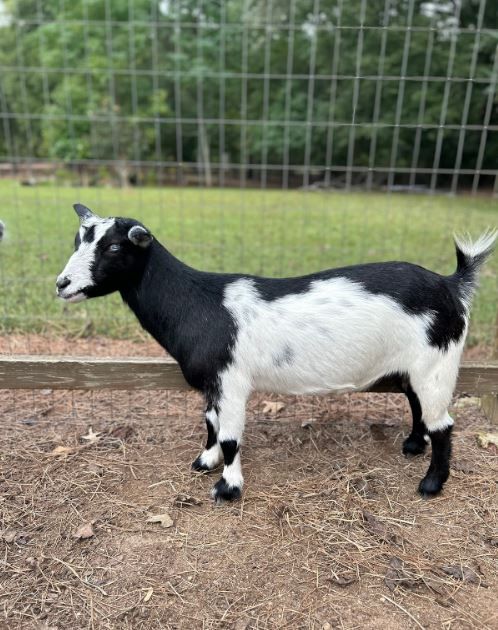 Meet the Goats | Monroe, GA | (770) 359-7872