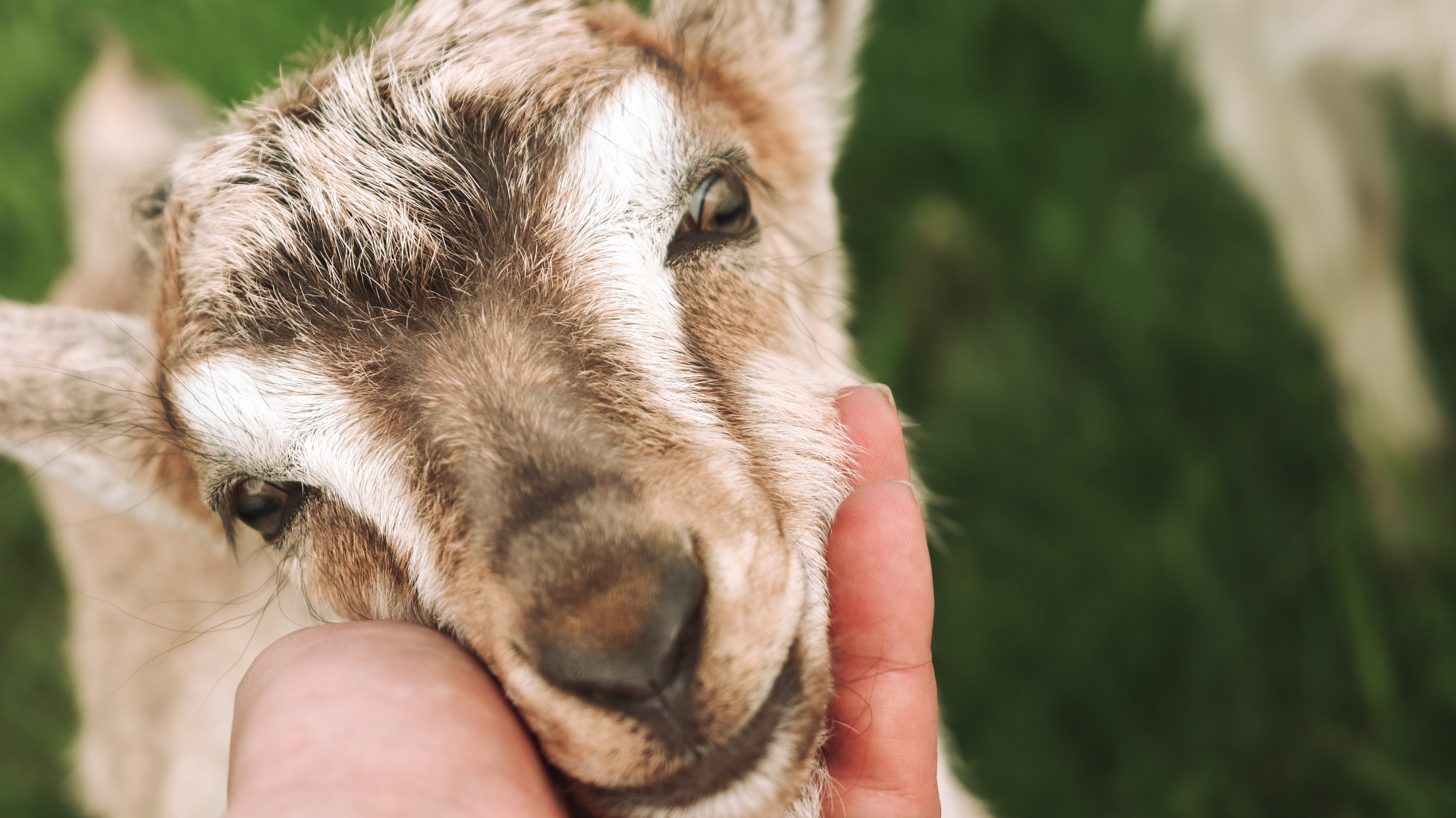 A person is petting a small goat with their finger.