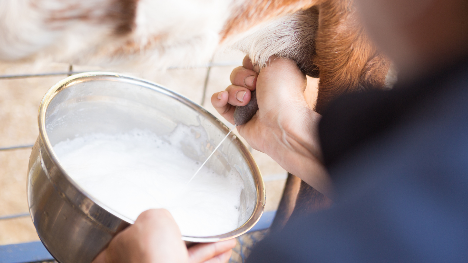 A person is milking a cow with a bowl of milk.