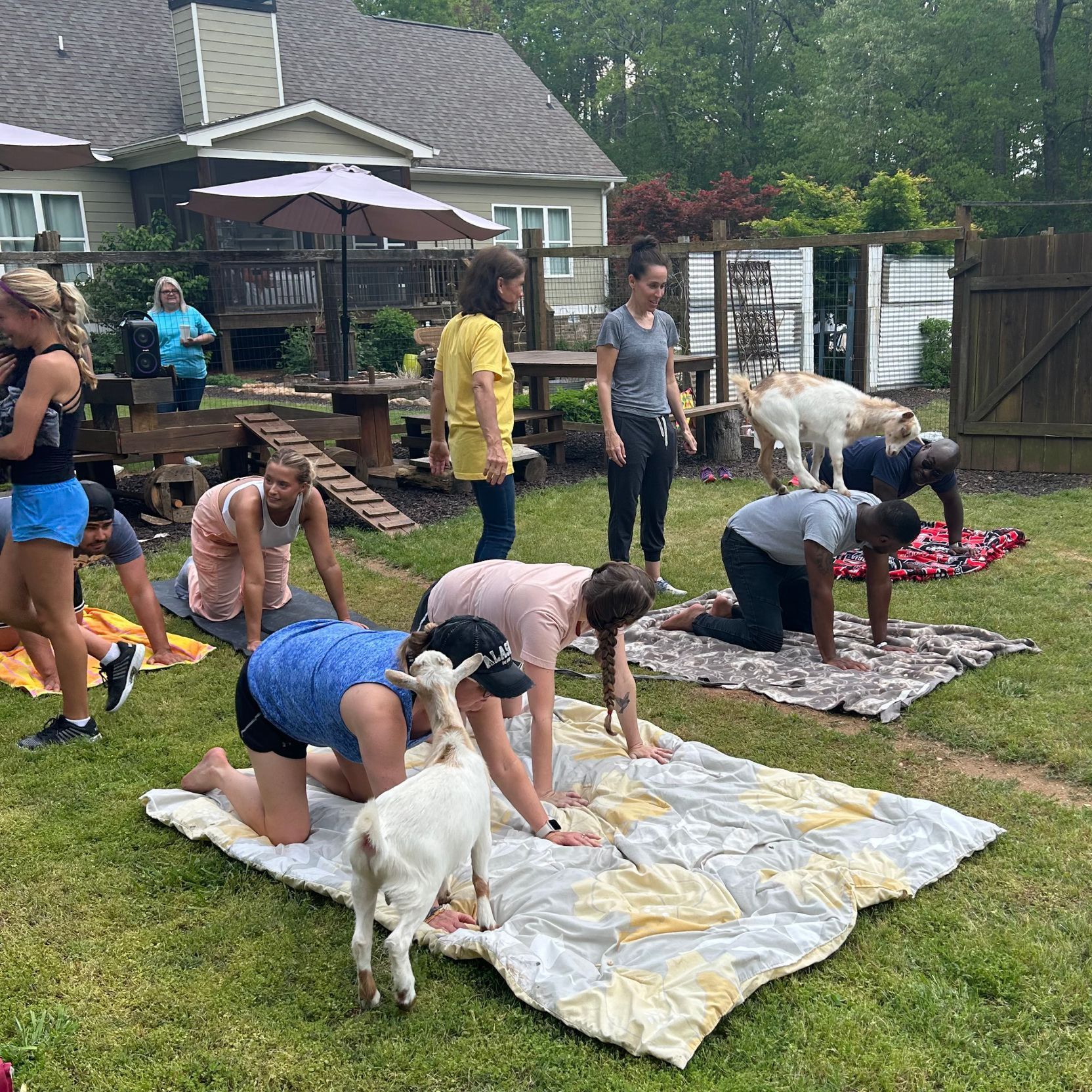 Two goats are standing next to each other on a yoga mat.